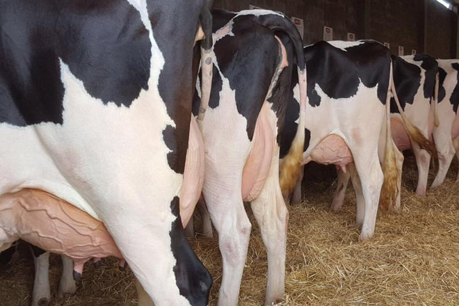 Embriomarket lanza una promoción Fin de Año de embriones de destacadas familias Holstein