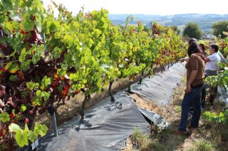 Viticultores participan en Lugo nun curso sobre virus en viñedo