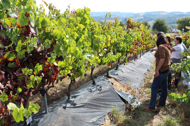 Viticultores participan en Lugo nun curso sobre virus en viñedo