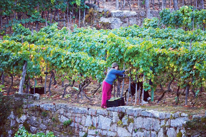 Cosecheros de O Ribeiro estudian crear una cooperativa para comercializar su vino