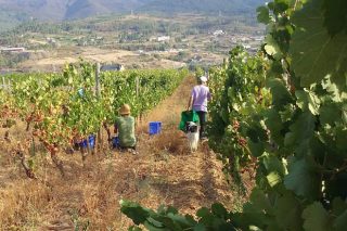 Valdeorras remata a vendima con menor producción de uva pero de “elevadísima calidade”