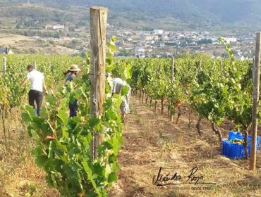 Conclúe con datos moi positivos a vendima en Valdeorras: Máis de 7 millóns de quilos de uva