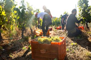 Unións pide que as axudas da Xunta para o sector do viño primen aos viticultores e pequenas adegas