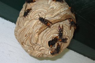 Recomendacións de trampeo de raíñas de vespa asiática e da couza dos buxos