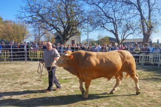 A Feira de Adai xunta esta fin de semana o mellor gando cabalar e vacún de Galicia