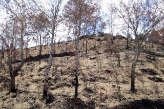 Primeiras accións para evitar a erosión do monte tras os lumes