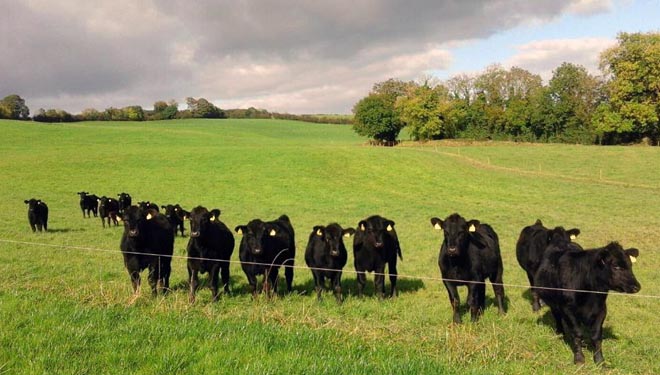 Por que Irlanda é unha potencia mundial na produción de vacún de carne?