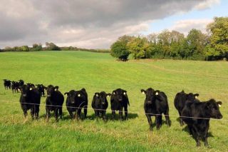 Por que Irlanda é unha potencia mundial na produción de vacún de carne?