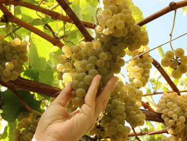 Prezos da uva na vendima 2023 en Galicia: Estabilízase a branca e caída da tinta