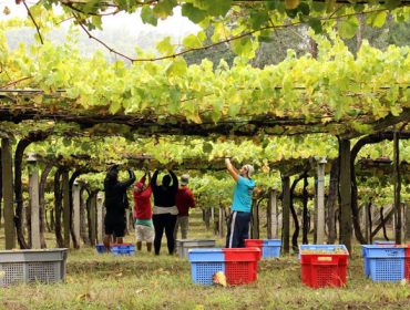 Vendima 2021: Galicia prevé unha colleita récord de máis de 73 millóns de quilos de uva