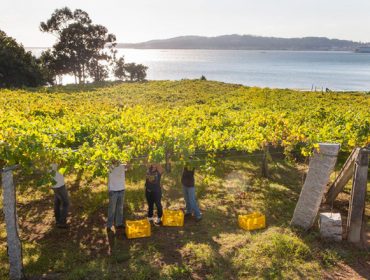 Presentan solicitudes para plantar 2.200 hectáreas de viñedo na DO. Rías Baixas