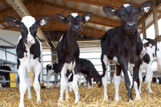 ¿Como se está notando o efecto da selección xenómica no vacún de leite?