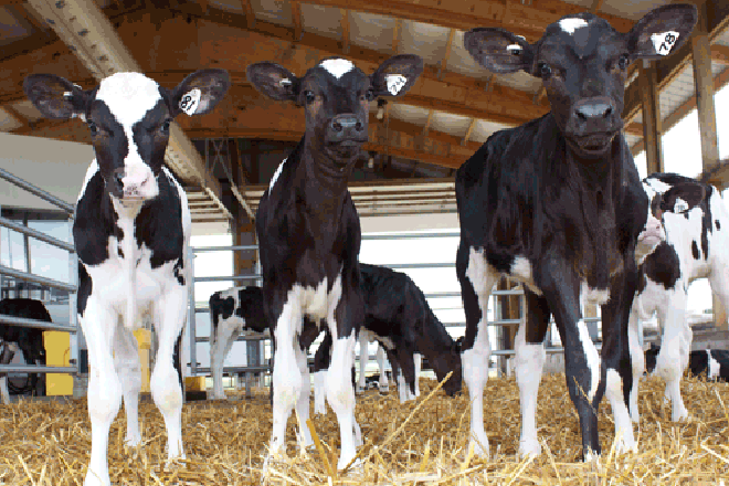 ¿Cuales son las mejores vacas y las mejores terneras Frisonas de España?