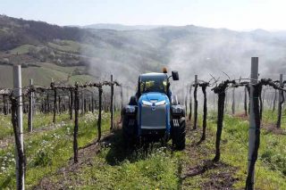 ¿Quedan residuos procedentes de pesticidas no viño e nos solos?
