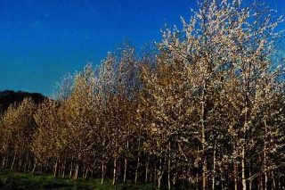 Recomendacións para a plantación de cerdeira galega para uso forestal