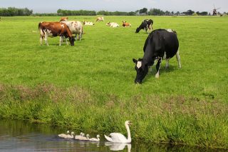 Holanda: Menos leite polas limitacións ambientais pero de máis valor