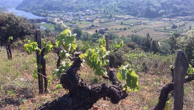 Adega Rúa, más de medio siglo de cooperativismo vitivinícola