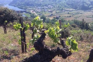 Adega Rúa, máis de medio século de cooperativismo vitivinícola