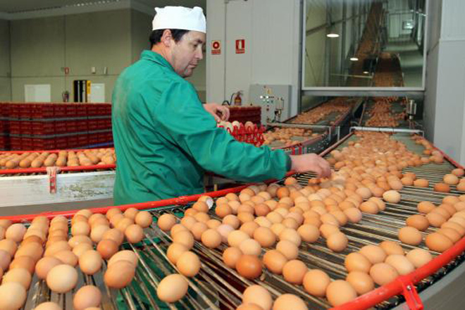 Os produtores de ovo poñen en marcha a primeira estratexia conxunta de promoción