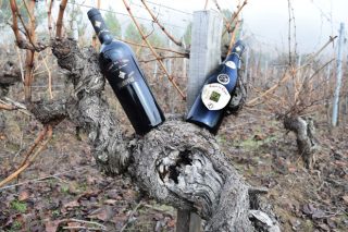 Este é o viño galego elixido en Alemaña o mellor de España: Lagar do Cigur Crianza 2013