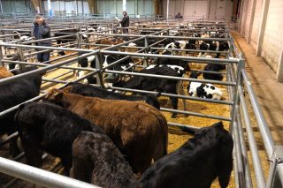 Baixada das vacas gordas e suba dos becerros cruzados de máis de 50 días en Silleda