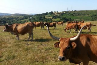 Medio Rural creará en Boqueixón unha parcela escaparate dos produtos agrogandeiros e forestais galegos
