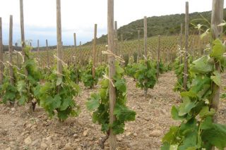 Unha adega da Rioxa acapara o 21% das axudas á reestruturación do viñedo en Galicia