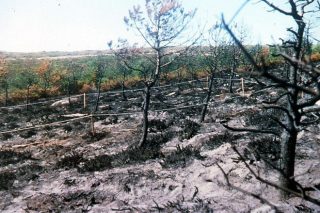 10 pasos clave para recuperar os ecosistemas forestais queimados