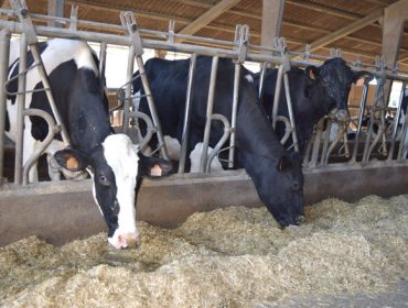 Importes definitivos das axudas ás granxas de leite pola crise de Ucranía