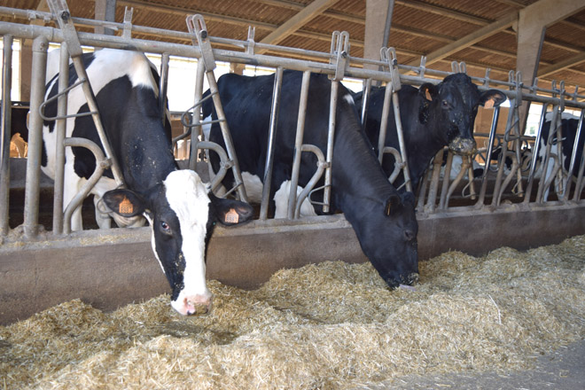 Importes definitivos de las ayudas a las granjas de leche por la crisis de Ucranía, que se comienzan a pagar hoy