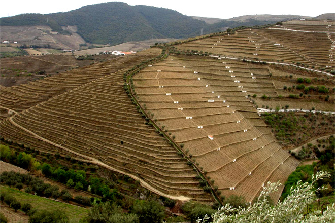 ¿Cales son os mellores sistemas de plantación de viñedo en terreos con pendente?
