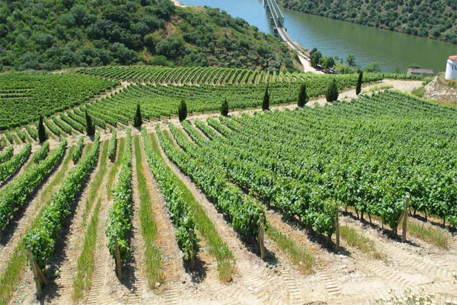 Axudas para a promoción dos viños galegos en terceiros países