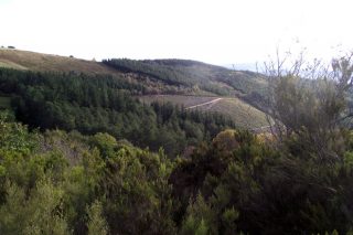 Como se vai planificar o monte en Galicia?