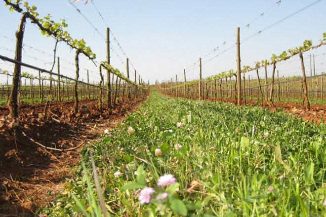 A cuberta vexetal do solo en viñedo, unha técnica en crecente uso