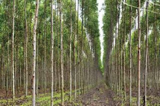 ‘Multicote Agri’, nutrición eficaz para as árbores forestais
