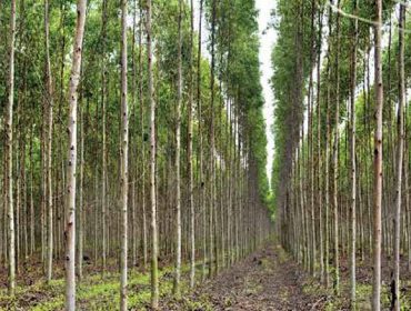 ‘Multicote Agri’, nutrición eficaz para as árbores forestais