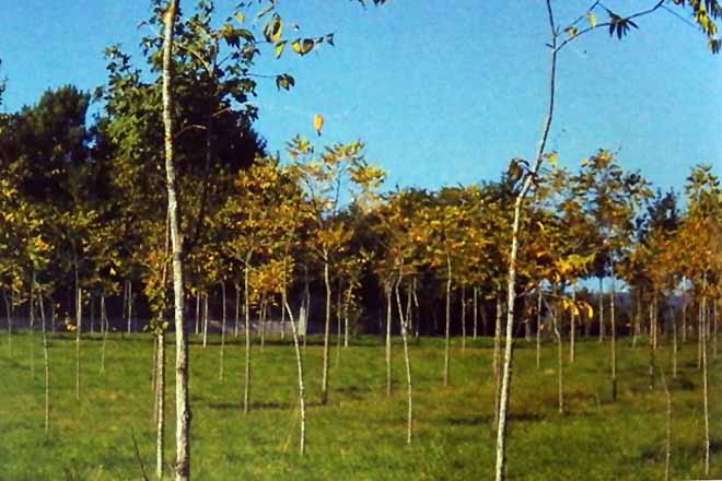 Plantacións de nogueira para producir madeira, manexo e rendibilidade
