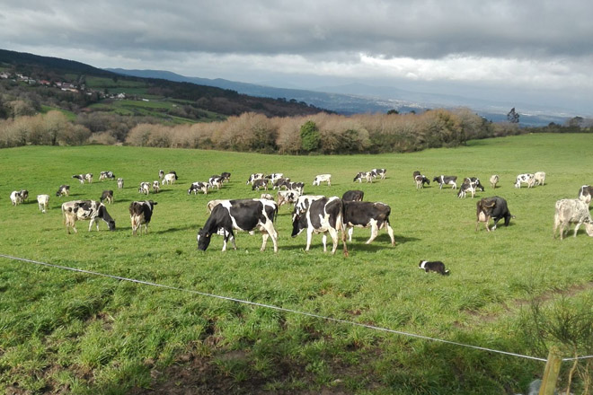 La Xunta se marca como objetivo que Galicia sea declarada región libre de tuberculosis bovina