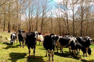 Sete gráficas que explican os retos do leite galego