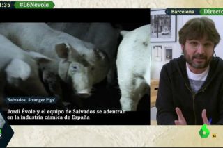 Leccións para o sector gandeiro do programa de Salvados sobre o sector porcino