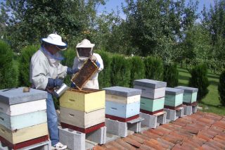 Programa de formación en apicultura de AGA para 2019