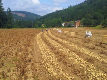 Enquisa aos produtores de pataca de Galicia