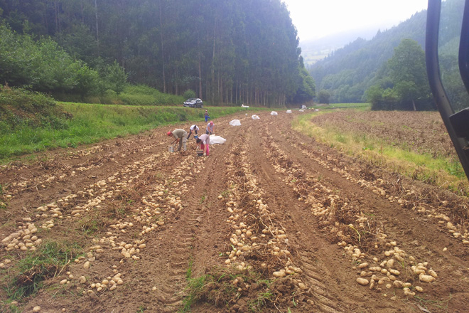 Encuesta a los productores de patata de Galicia