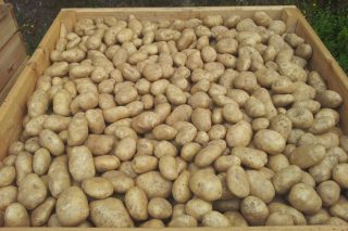 Seminario para a mellora das técnicas de produción de pataca