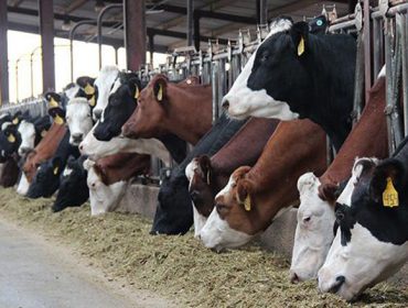 Que vaca elixir para a produción de leite en Galicia?