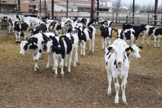Ferramentas xenómicas para mellorar a saúde en granxas leiteiras