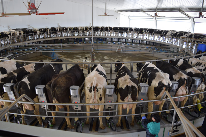 Granja San José: ¿Como funciona a gandería con máis vacas de España?