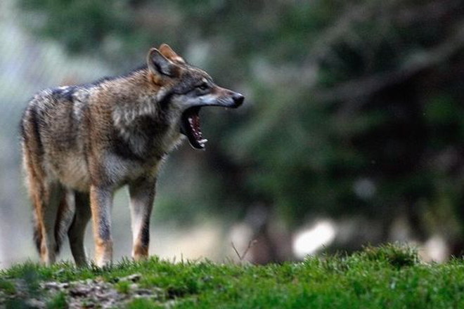 Camiño á revisión do estatus da protección do lobo na Unión Europea