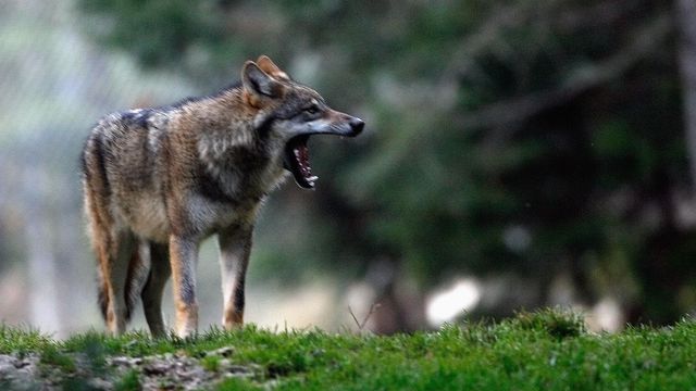 Convocatoria para los daños del lobo, jabalí y oso pardo: plazos de solicitud, importes y requisitos