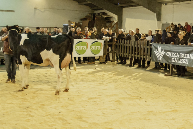 Vuelven las subastas de ganado frisón en la provincia de Lugo: El 12 de marzo en Chantada